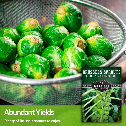 Miniatura 4 de Survival Garden Seeds - Coles de Bruselas mejoradas de Long Island para plantar - 2 paquetes con instrucciones para plantar y cultivar deliciosos
