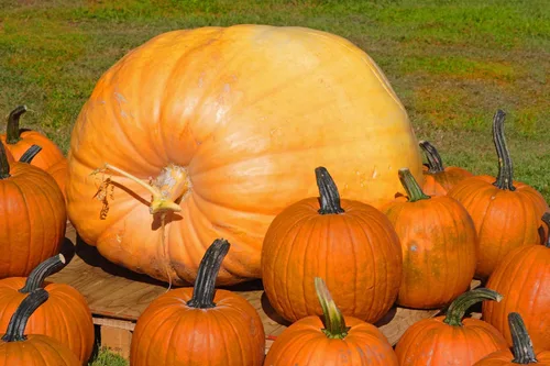 Miniatura 2 de 15 semillas de calabaza colosales - Cultiva la calabaza más grande del planeta - Calabazas carruaje de Cenicienta