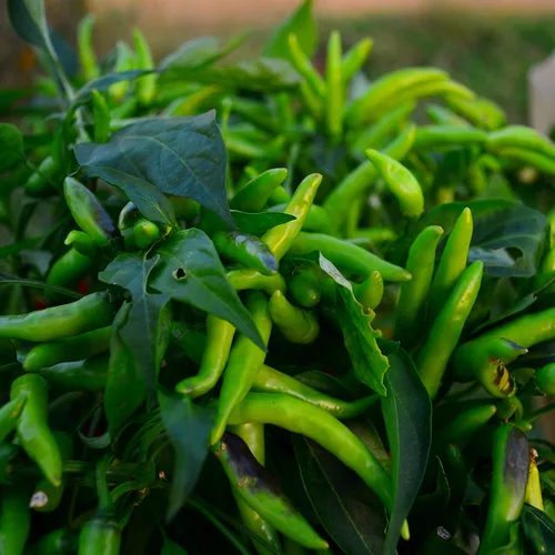 Tabasco Bunches Besparmak Chile Pepper – 25 semillas – Variedad de reliquia turca, raras, cultivadas en Estados Unidos, semillas de chile vegetal