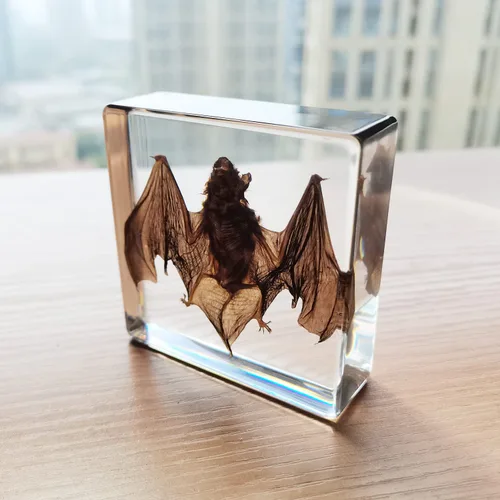 Miniatura 5 de Muestras de murciélago reales en manualidades de pisapapapeles de resina, colección de taxidermia de animales para educación científica y adorno