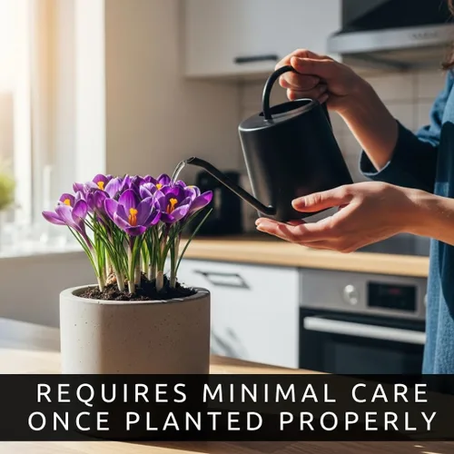 Miniatura 4 de Bombillas de flores preenfriadas para forzar en interiores, fáciles de cultivar, cultivar en agua o suciedad en interiores o plantas al aire libre