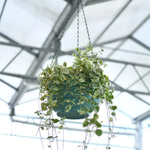 Miniatura 9 de Cabilock Cesta de riego automático, 2 piezas, maceta colgante de riego automático para interiores y exteriores, cesta colgante de plantas verdes