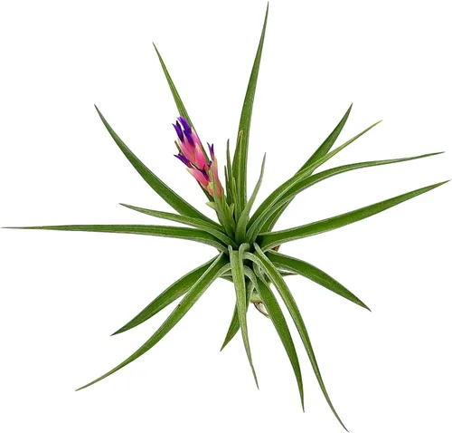 Miniatura 12 de ragnaroc Air Plants - Floración Tillandsia Bulbosa Belice, gigante de 7-9 pulgadas, 1 unidad, llegada en vivo garantizada, plantas