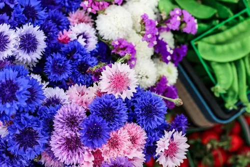 Miniatura 4 de TomorrowSeeds - Semillas de botón de soltero altas rosadas - Más de 1000 unidades - para plantar 2025 Centaurea Rose Heirloom Ramo de flores
