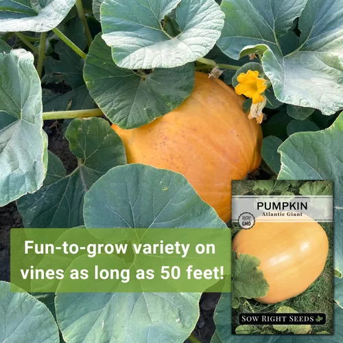 Miniatura 3 de Sow Right Seeds - Semillas de calabaza gigante del Atlántico para plantar - Paquete de reliquia sin OMG con instrucciones para plantar un huerto