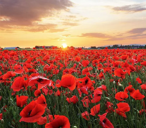 Semillas de amapola roja de Flandes para la plantación - Más de 50.000 semillas de flores frescas - Cultivadas en los EE. UU. - Flor silvestre de