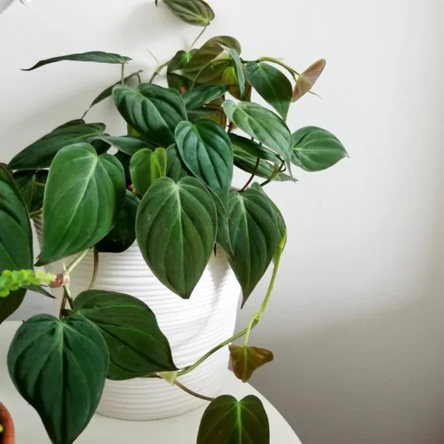 Miniatura 7 de Planta de filodendro en maceta de 4 pulgadas, planta de interior tropical, planta de follaje de fácil cuidado para el hogar, oficina o patio