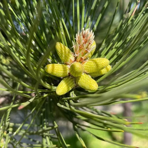 Miniatura 3 de Pinus nigra (pino austriaco, pino negro europeo), apariencia atractiva, resistentes al frío, semillas de MySeeds.Co, elige la cantidad (0.5 oz)