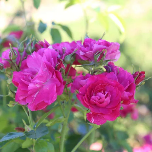 Miniatura 3 de Heirloom Roses Planta de rosas - John Cabot Rose Bush, planta viva resistente para plantar al aire libre