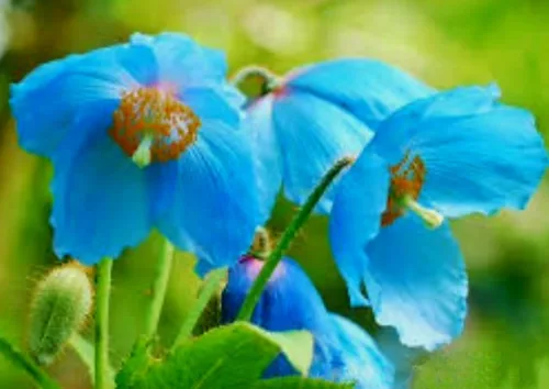 Miniatura 2 de 8000 Blue Papaver Rhoeas Seeds Poppy Heirloom Rare Poppies Himalayan Meconopsis Flower Seeds