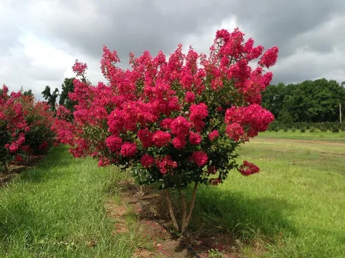 Miniatura 3 de Crape Myrtle Tonto 3 plantas vivas Flores rojas fucsias/rosas, planta viva premium, arbusto ornamental para cautivadores acentos de jardín