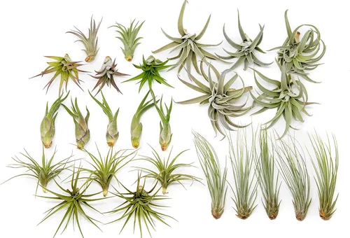 Paquete de 25 plantas de aire clásicas variadas – Plantas suculentas vivas para el hogar – Disponible al por mayor y a granel – Decoración para el