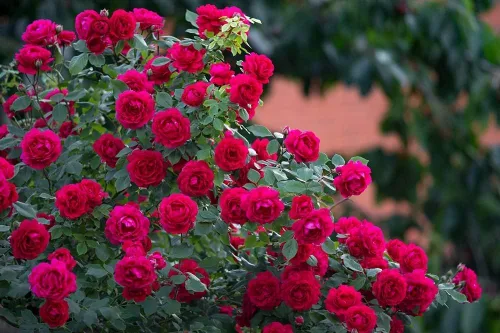 Miniatura 3 de 4 esquejes de rosales rojos trepadores para crecer, sin raíces, 4 esquejes de rosales rojos para propagar, hermosos rosales perennes