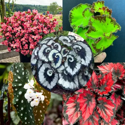 Miniatura 7 de Combo de 4 begonias plantas de interior vivas para interiores, planta viva de begonia maculata de ala de ángel, begonias de lunares para exteriores