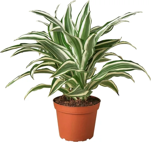Miniatura 12 de Dracaena Colorama - Planta viva para interior Diferentes plantas de interior en maceta de 4 y 6 pulgadas Planta de casa real para sala de estar