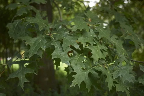 Miniatura 5 de Pin Oak Tree Seeds para plantar 5 semillas grandes y saludables Impresionantes hojas de roble rojo en otoño