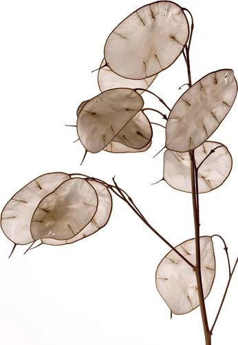 Miniatura 5 de Smoke Camp Crafts Semillas orgánicas de plantas de dinero (Lunaria Annua Violet) 25 semillas (0.02 oz) - Honesty, Moneywort, Moonwort, Silver Dollar
