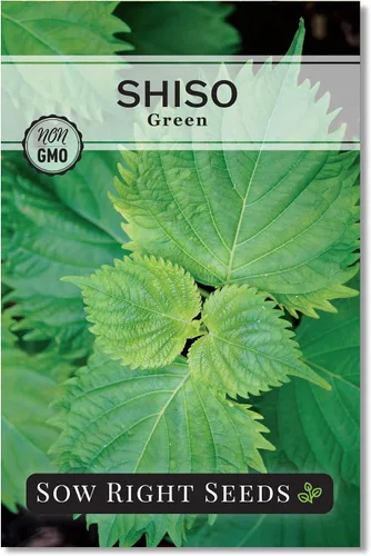 Sow Right Seeds - Semillas de Shiso verde para plantar - Semillas de perilla Shiso japonés - Hoja de perilla de reliquia sin OMG - Ideal para