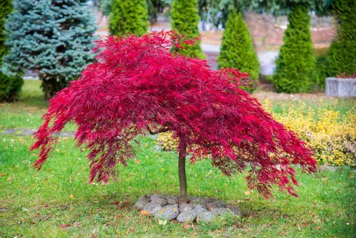 Miniatura 4 de 10 INABA SHIDARE Maple Weeping Red Laceleaf Japanese Acer Palmatum Dissectum Tree Seeds