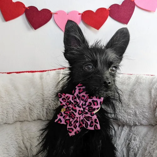 Miniatura 4 de Huxley & Kent Molinete para mascotas, diseño de leopardo rosa (pequeño) - Accesorio de collar para el día de San Valentín para perros y gatos