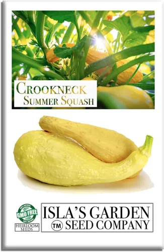 Crookneck Semillas de calabaza de verano para plantar, más de 30 semillas tradicionales por paquete, semillas de jardín de Isla (semillas de jardín