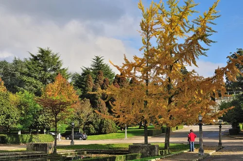 Miniatura 7 de Planta de plántulas de Ginkgo Biloba, 2 años, árbol más antiguo del mundo. Hoja dividida. Raíces envueltas.