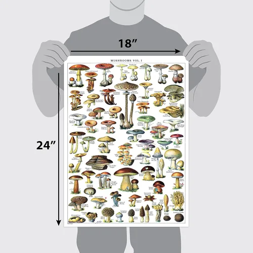 Miniatura 2 de Póster de hongos vintage impresos, tabla de referencia de identificación botánica de micología y hongos, volumen 1 y 2 (laminado, 18 x 24 pulgadas)