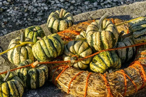 Miniatura 4 de Semillas de calabaza de invierno Sweet Dumpling para plantar, más de 50 semillas de reliquia por paquete, semillas de jardín de Isla