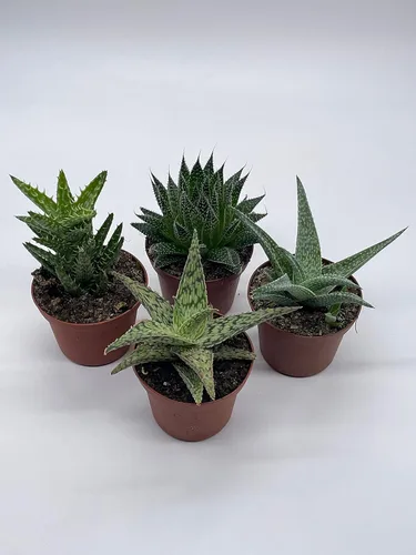 Miniatura 2 de BubbleBlooms Surtido variado de aloe, macetas de 3 pulgadas, 4 suculentas de aloe diferentes