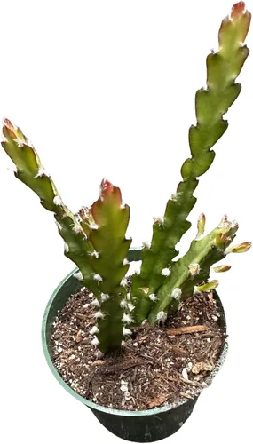 Miniatura 14 de Plantas de Cactus y Suculentas Vivas (Maceta de 5 cm Oscularia deltoides 'Planta de Hielo Rosa')