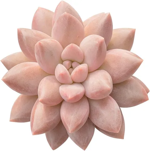 Miniatura 6 de Echeveria Agavoides Ebony - Suculenta viva - 2.5 pulgadas - Tolerante a la sequía, bajo mantenimiento, ideal para interiores y exteriores, Echeveria