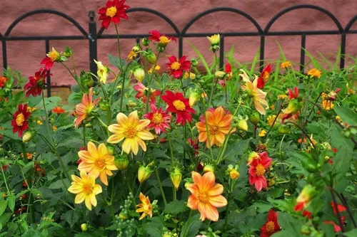 Miniatura 5 de Semillas Dalia Mignon Flores Anuales Mixtas