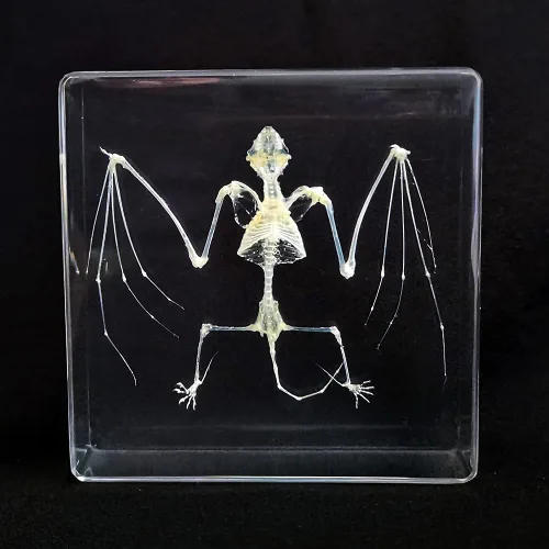 Miniatura 10 de Muestras de murciélago reales en manualidades de pisapapapeles de resina, colección de taxidermia de animales para educación científica y adorno