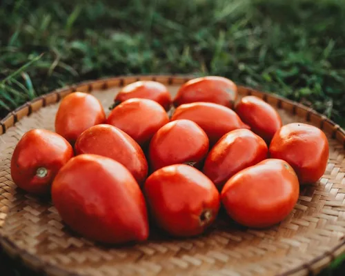 Miniatura 3 de Amish Pasta de tomate – 50 semillas – Variedad de tomate Amish de reliquia, súper para salsa y conserva, semillas de tomate tradicionales cultivadas