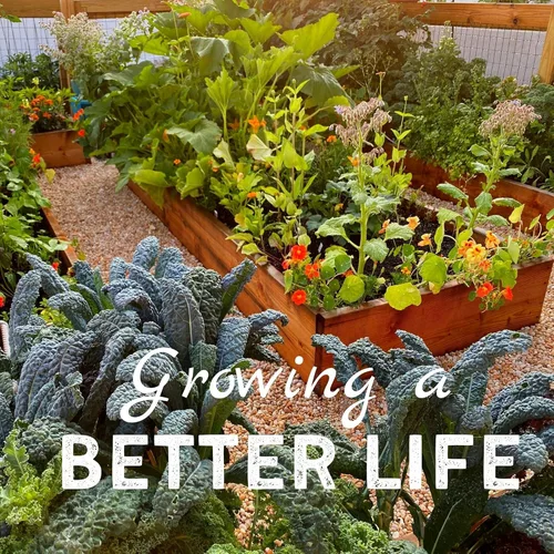 Miniatura 5 de Semillas japonesas de mostaza Komatsuna – 1 onza ~ 10,000 semillas – Semillas asiáticas de verduras, hierbas y microgreens – Semillas de jardinería