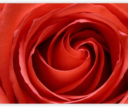 Miniatura 13 de artgeist Mural de pared Rosa de 157 x 122 pulgadas - Papel tapiz no tejido XXL, decoración de pared de forro polar, impresión fotográfica, diseño