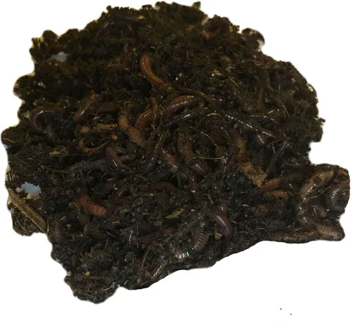 Miniatura 3 de Más de 250 lombrices de tierra Red Wiggler, orgánicas y criadas de forma sostenible
