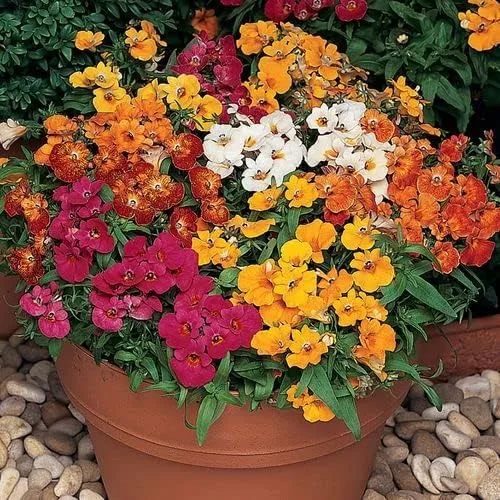 Miniatura 2 de Park Seed Masquerade Nemesia Semillas de flor
