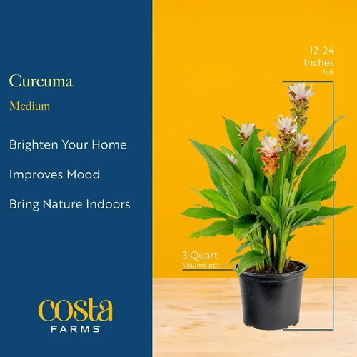Miniatura 4 de Costa Farms Curcuma, planta viva de jengibre oculto en maceta de plástico, planta de interior con flores al aire libre, perfecta para decoración
