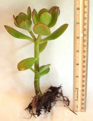 Planta de jade comúnmente conocida como planta de la suerte o planta del dinero (planta viva desnuda)