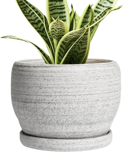 Miniatura 71 de SQOWL Macetas de cerámica – Maceta de 6 pulgadas con orificio de drenaje y bandeja, maceta redonda para plantas de interior, maceta decorativa