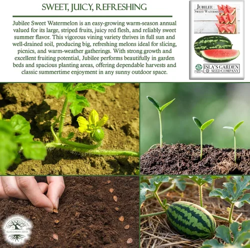 Miniatura 5 de Semillas de sandía dulce Jubilee (Citrullus lanatus) – Más de 50 semillas sin OMG y reliquias de Isla's Garden Seeds, melones grandes oblongos