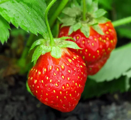 Miniatura 2 de Más de 200 semillas de fresa roja trepadora para plantar, semillas de frutas de jardín Everbearing fáciles de cultivar - Se envía desde Iowa, EE. UU