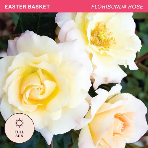 Miniatura 4 de Heirloom Roses Rose Bush - Easter Basket™ Planta amarilla viva para plantar al aire libre