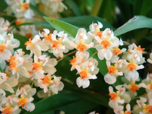 -Onc. Twinkle 'Fragrant Fantasy' - ¡Floraciones fragantes fáciles de cultivar y florecer! Tamaño miniatura para alféizar de ventana, tolerante al
