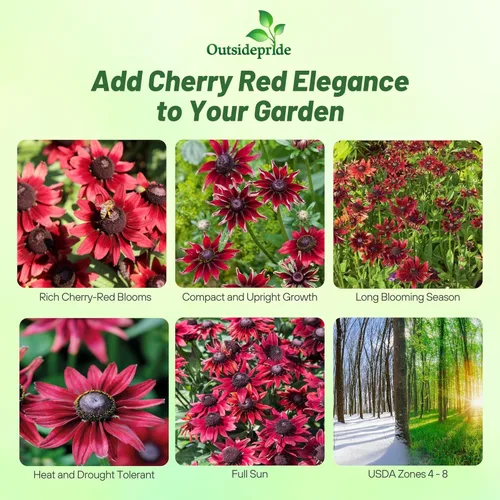 Miniatura 2 de Outsidepride Cherry Brandy Rudbeckia Seeds - 25 unidades. Semillas de flores anuales, fáciles de cultivar y auto-siembradas para plantar flores