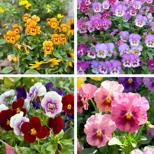 Más de 200 semillas de pensamiento para plantar, semillas de flor de viola perenne de colores mixtos, semillas de pensamiento sin OMG para jardín en