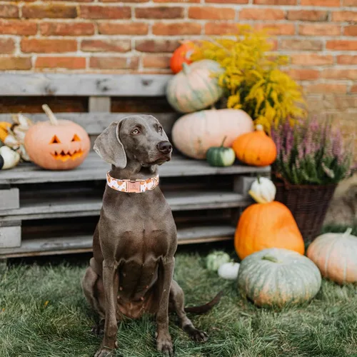 Miniatura 5 de Lionheart Glory Collar de perro ajustable y resistente para perros medianos - Collar de calabaza de otoño/Halloween A: Calabaza de Halloween