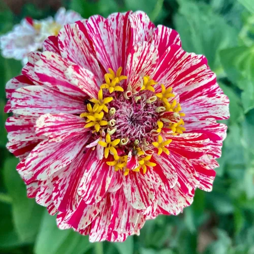 Miniatura 51 de Eden Brothers - Semillas de zinnia, cactus con flores, sin OMG, plantar en primavera, paquete, flores de bajo mantenimiento, zonas 3, 4, 5, 6, 7, 8