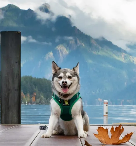 Miniatura 8 de EcoBark - Arnés para perro, arneses de taza de té para perros XXXS, XXS, XS y pequeños - Arnés suave para el cuerpo mini - Arnés para cachorros